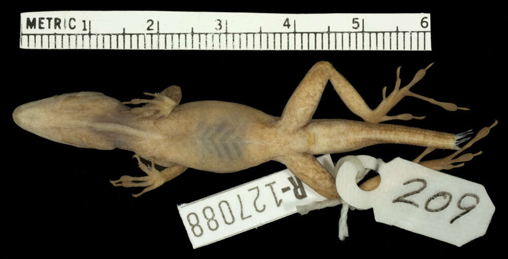 Image of Schwartz'  Anole