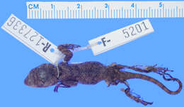 Sivun Sceloporus asper Boulenger 1897 kuva