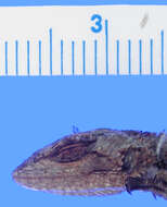 Image of Asperous Spiny Lizard