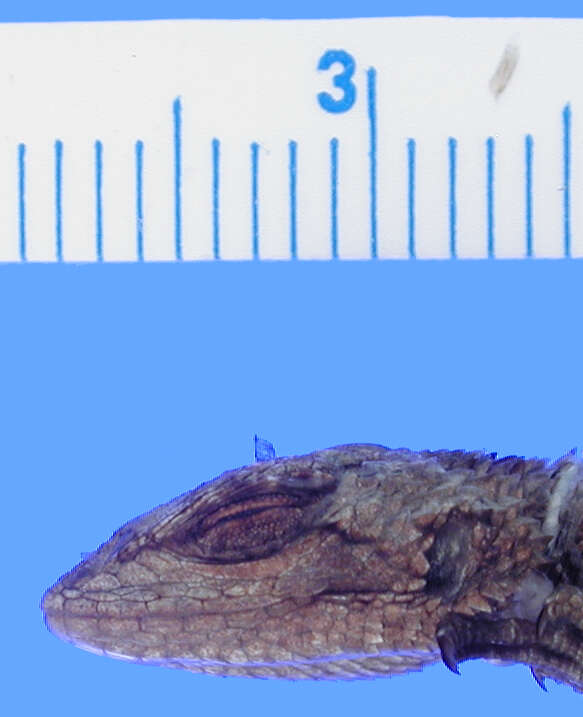 Image of Asperous Spiny Lizard