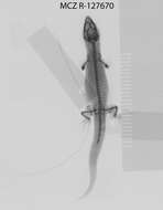 Image de Sphaerodactylus sabanus Cochran 1938