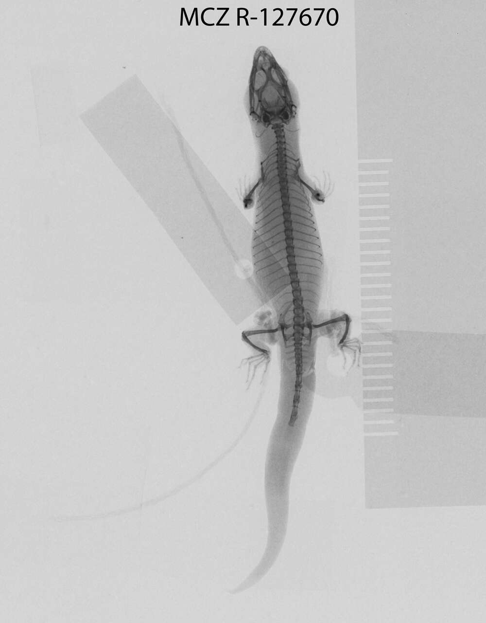 Image de Sphaerodactylus sabanus Cochran 1938