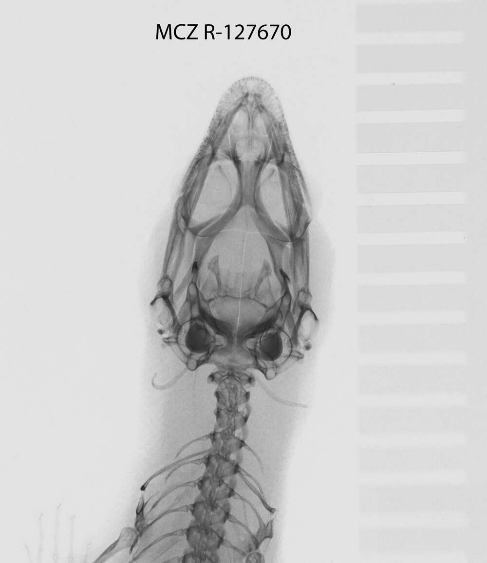 Image de Sphaerodactylus sabanus Cochran 1938