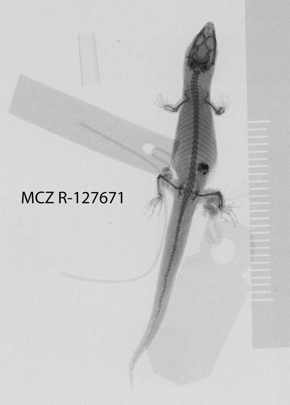 Image de Sphaerodactylus sabanus Cochran 1938