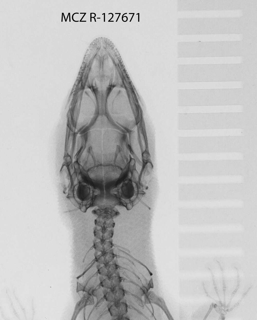 Image de Sphaerodactylus sabanus Cochran 1938