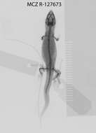 Image de Sphaerodactylus sabanus Cochran 1938