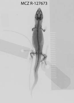 Image of Saba Least Gecko