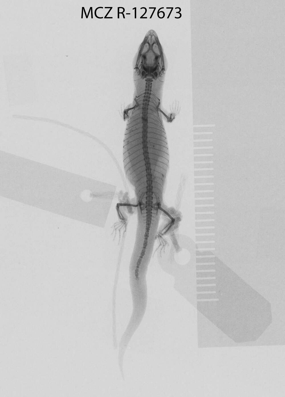 Image de Sphaerodactylus sabanus Cochran 1938