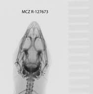 Image de Sphaerodactylus sabanus Cochran 1938