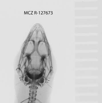 Image de Sphaerodactylus sabanus Cochran 1938