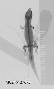 Image of Saba Least Gecko