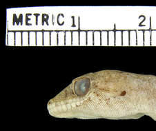 Image of Bougainville's Scaly-toed Gecko