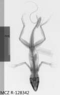 Image of Anolis longitibialis specuum Schwartz 1979