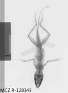 Image of Anolis longitibialis specuum Schwartz 1979