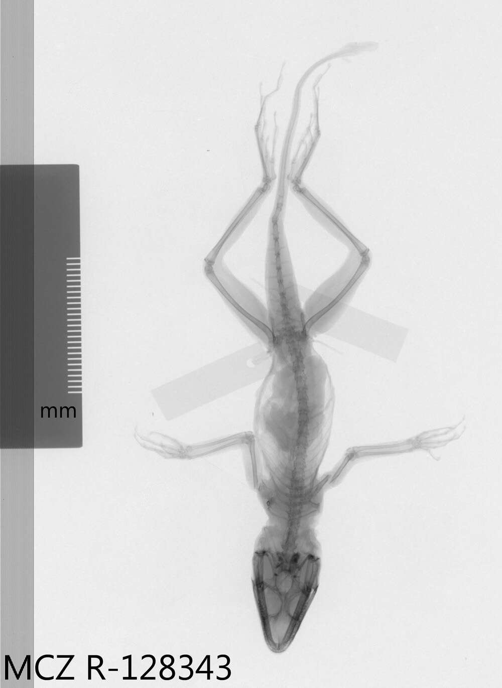 Image of Anolis longitibialis specuum Schwartz 1979