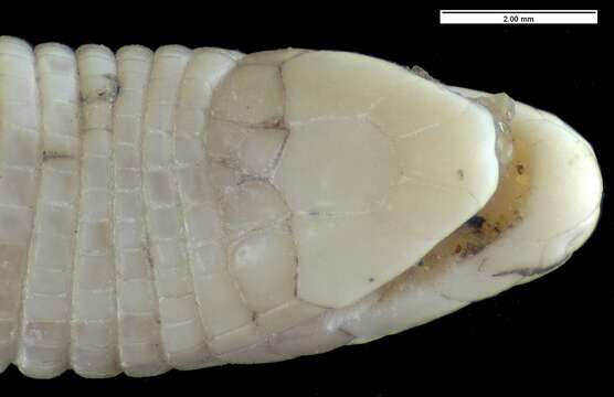 Image of Carvalho Worm Lizard