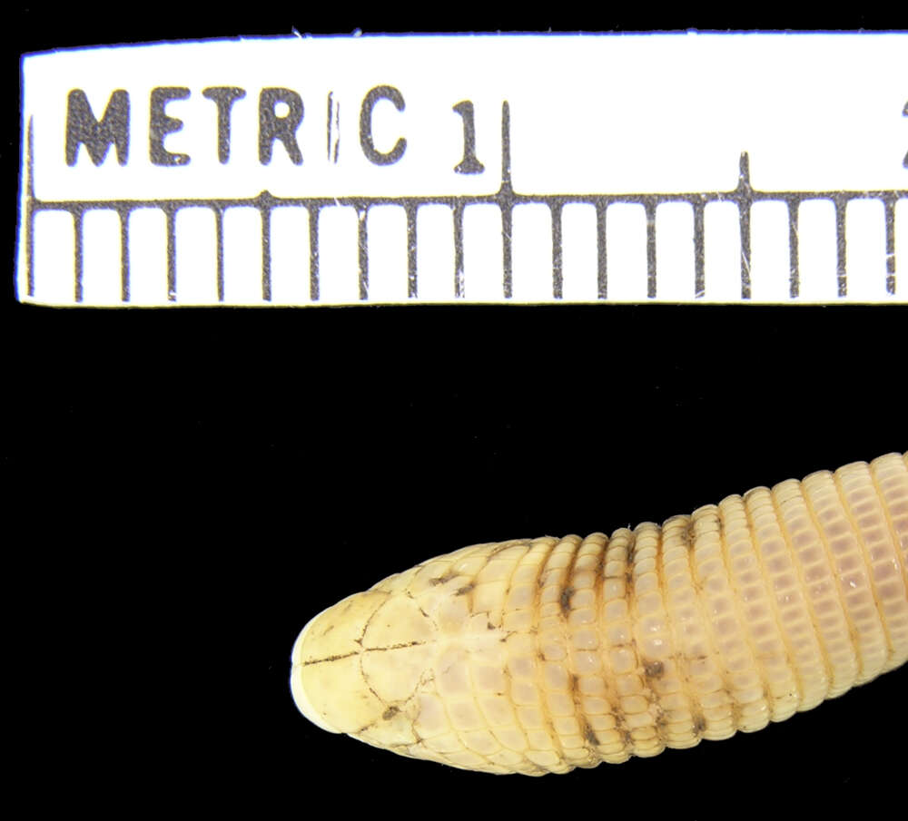 Image of Coast Worm Lizard