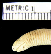 Image of Coast Worm Lizard