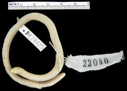 Image of Coast Worm Lizard