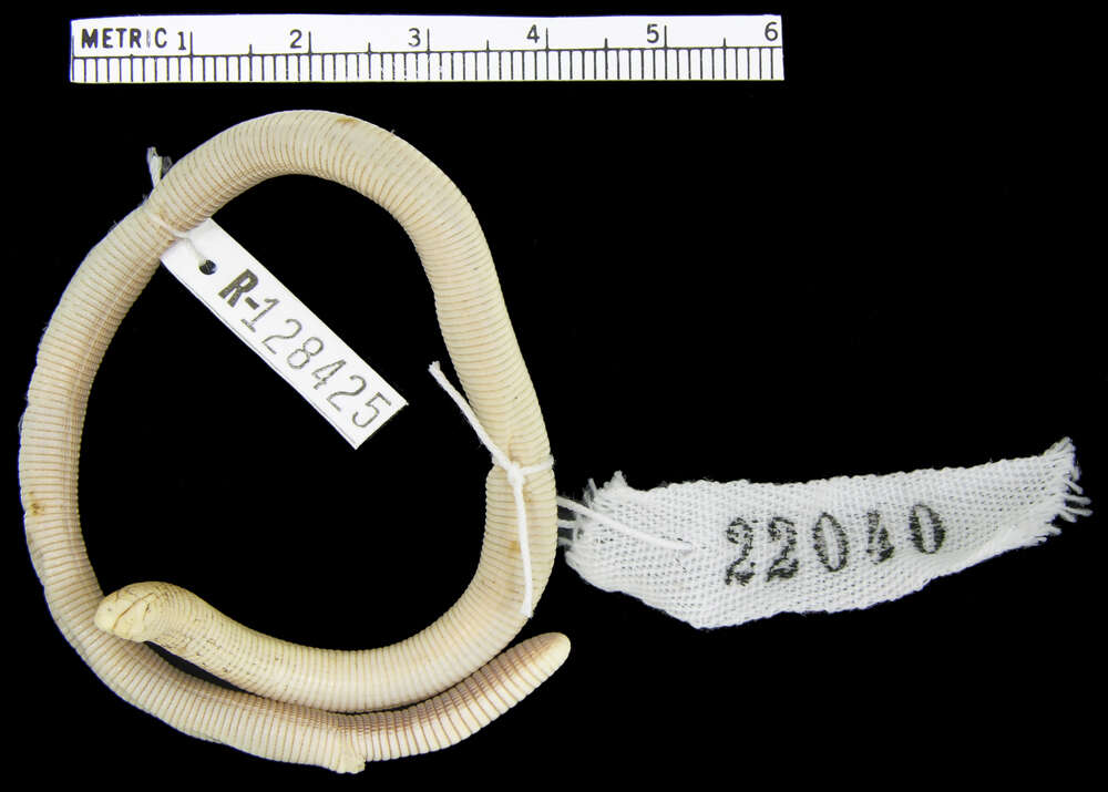 Image of Coast Worm Lizard