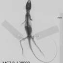 Image of Anolis carpenteri Echelle, Echelle & Fitch 1971