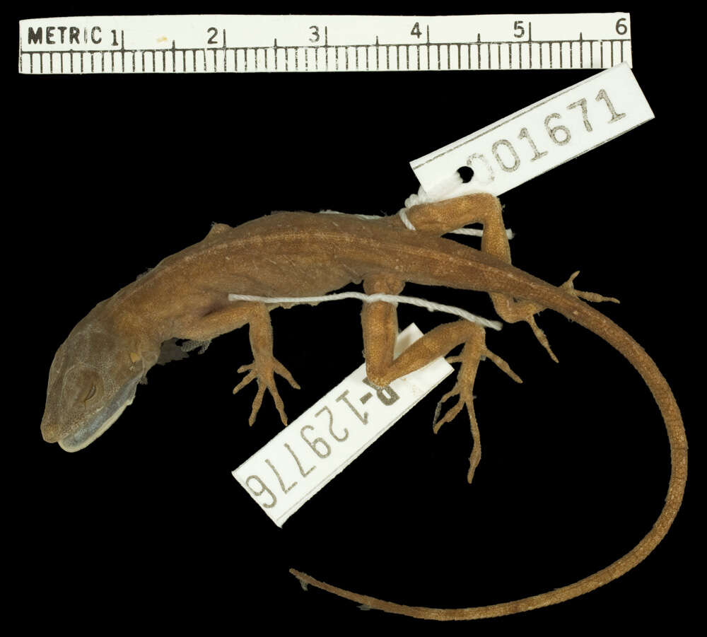 Image of Anolis cupreus spilomelas Fitch et al. 1972