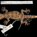 Phyllodactylus transversalis Huey 1975 resmi