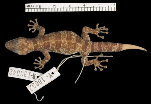 Image of Colombian Leaf-toed  Gecko