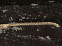 Image of Uta stansburiana elegans Yarrow 1882