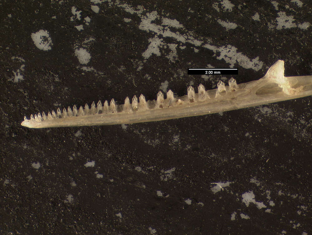 Image of Uta stansburiana elegans Yarrow 1882