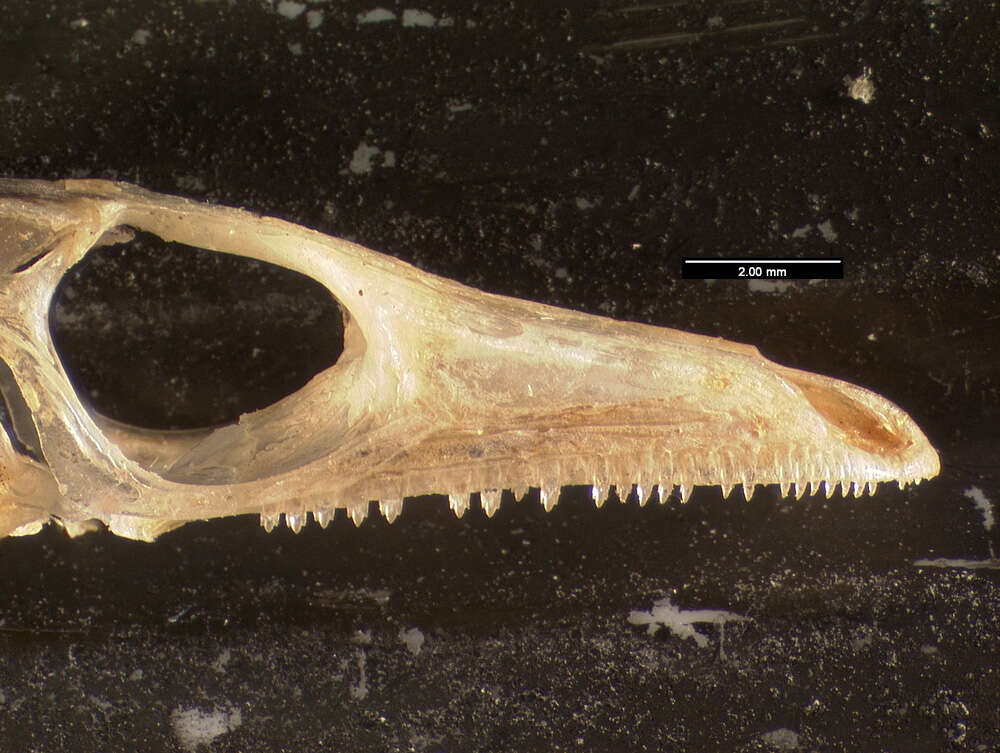 Image of Uta stansburiana elegans Yarrow 1882