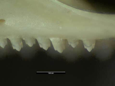 Image of Anolis cybotes cybotes Cope 1862