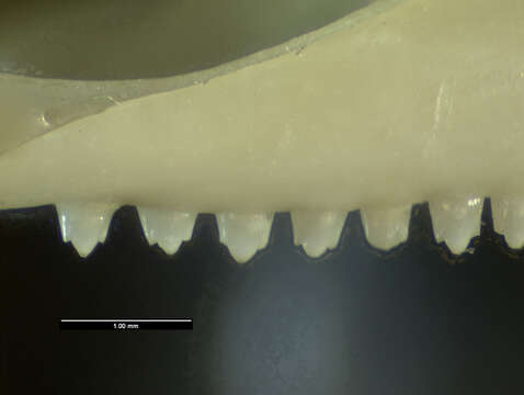 Image of Anolis cybotes cybotes Cope 1862