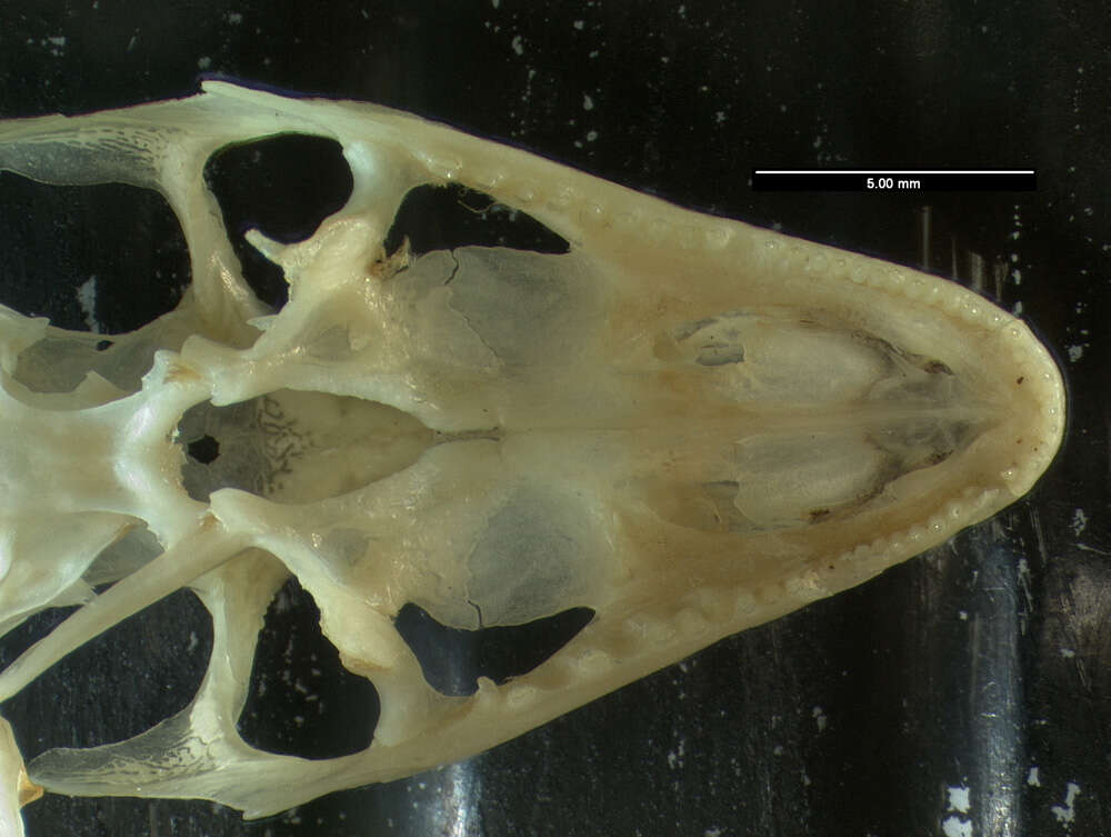 Image of Anolis cybotes cybotes Cope 1862