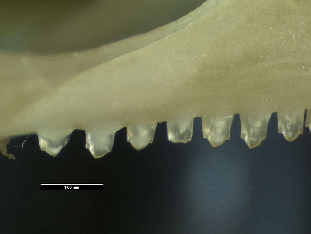 Image of Anolis cybotes cybotes Cope 1862