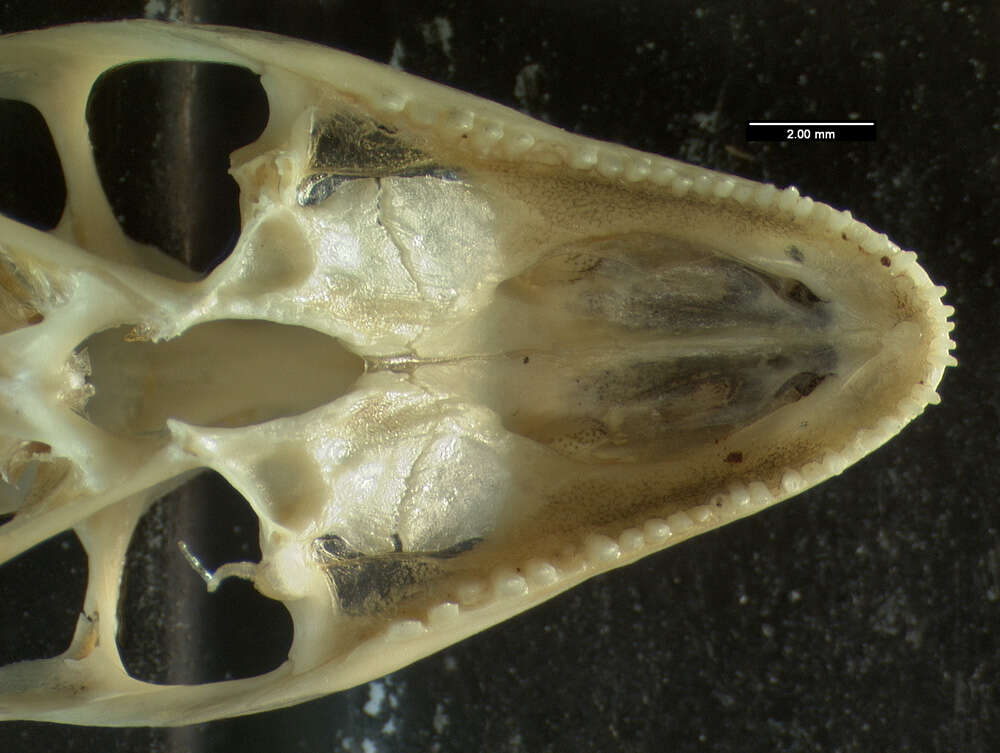 Image of Anolis cybotes cybotes Cope 1862