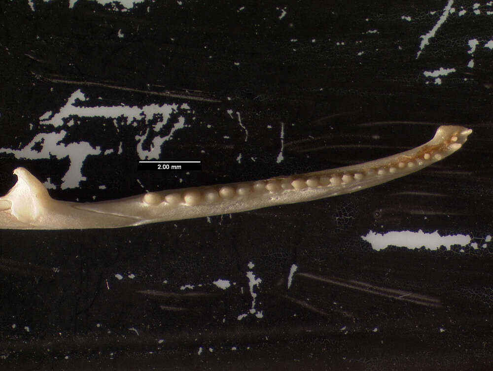 Image of Allison's Anole