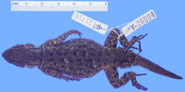 Image of Sceloporus dugesii Bocourt 1873