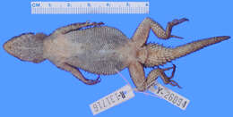 Image of Sceloporus dugesii Bocourt 1873