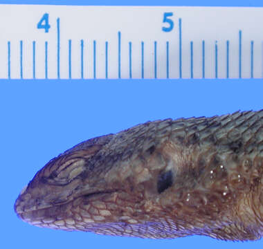 Image of Sceloporus dugesii Bocourt 1873