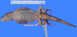 Image of Sceloporus dugesii Bocourt 1873