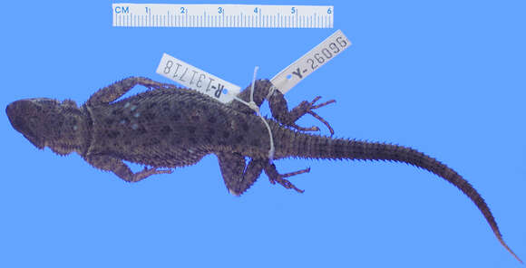 Image of Sceloporus dugesii Bocourt 1873