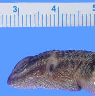 Image of Sceloporus dugesii Bocourt 1873