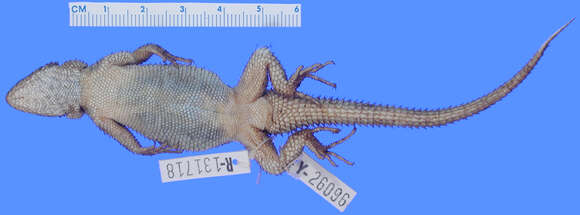 Image of Sceloporus dugesii Bocourt 1873