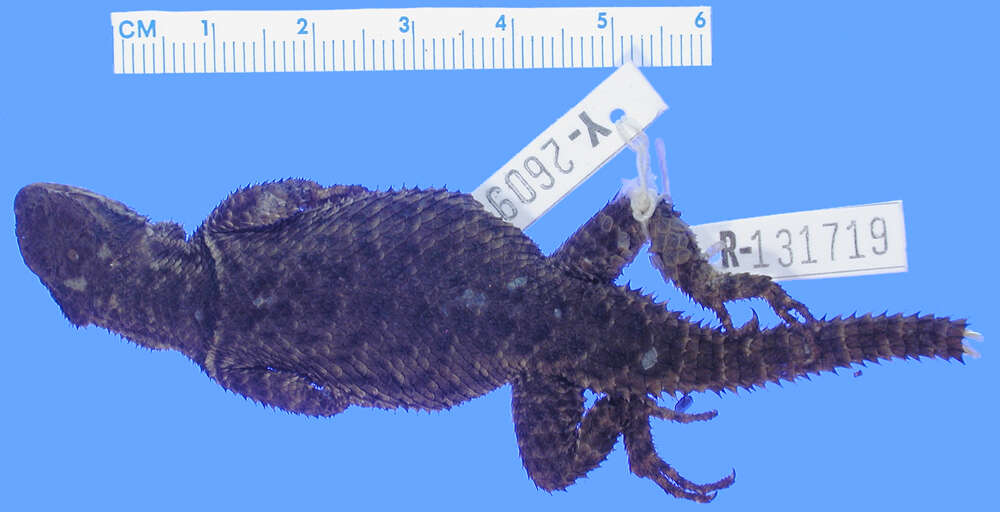 Image of Sceloporus dugesii Bocourt 1873