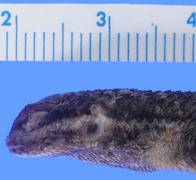 Image of Sceloporus dugesii Bocourt 1873