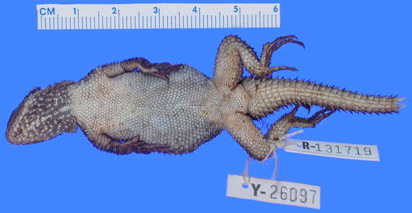 Image of Sceloporus dugesii Bocourt 1873