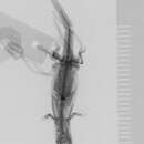 Image of Hispaniola Least Gecko