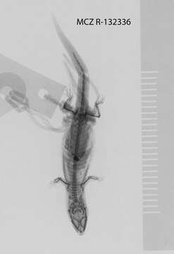 Image de Sphaerodactylus streptophorus Thomas & Schwartz 1977