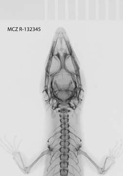 Sphaerodactylus semasiops Thomas 1975 resmi